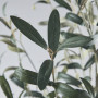 درختچه زیتون FEJKA