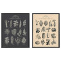 قاب عکس سبزیجات 40X50 KNOPPANG